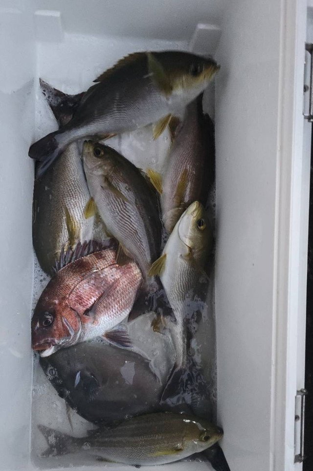 マダイ・イサキ