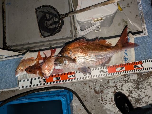 マダイ・カサゴ