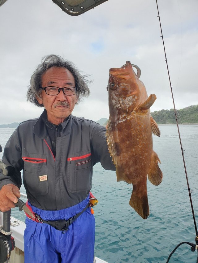 アコウ(キジハタ)