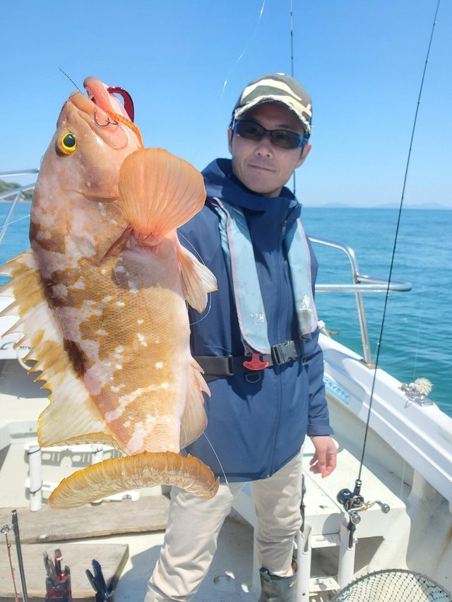 アコウ(キジハタ)