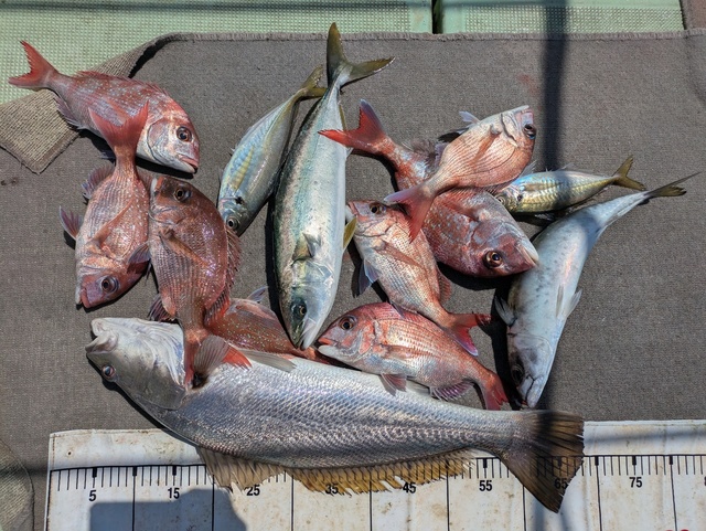 タイ(マダイ)・アジ(マアジ)・ハマチ(ブリ)・マサバ