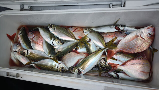 チダイ・アジ(マアジ)