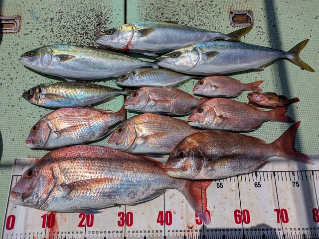 タイ(マダイ)・アジ(マアジ)・ハマチ(ブリ)