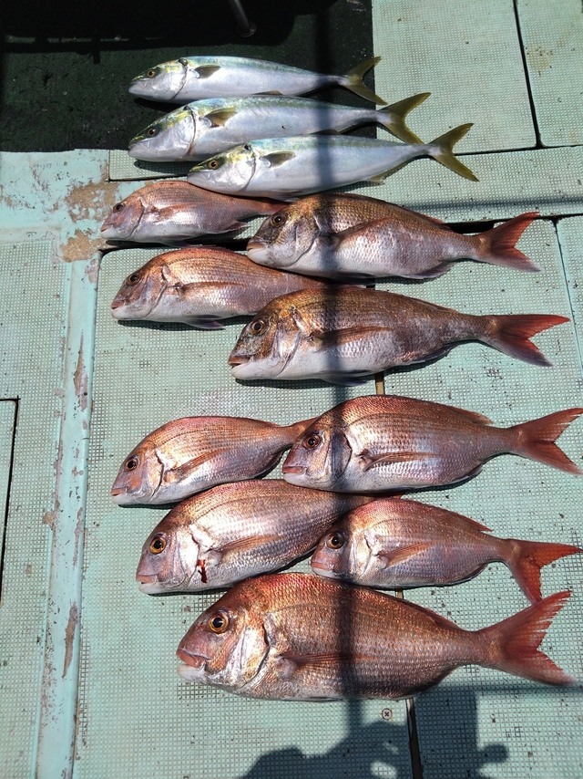 タイ(マダイ)・ハマチ(ブリ)