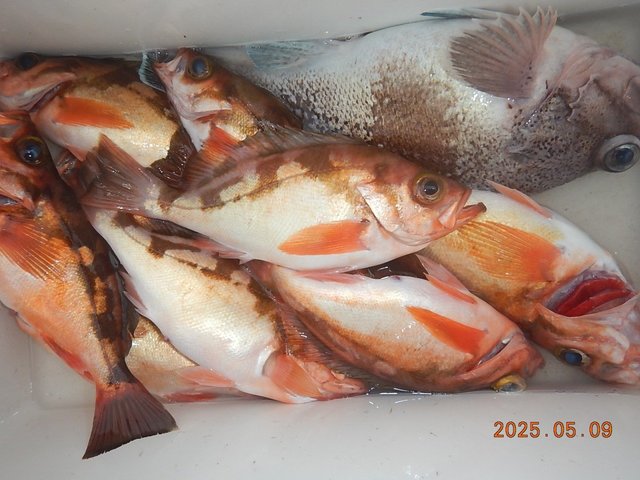 メバル・マゾイ(キツネメバル)