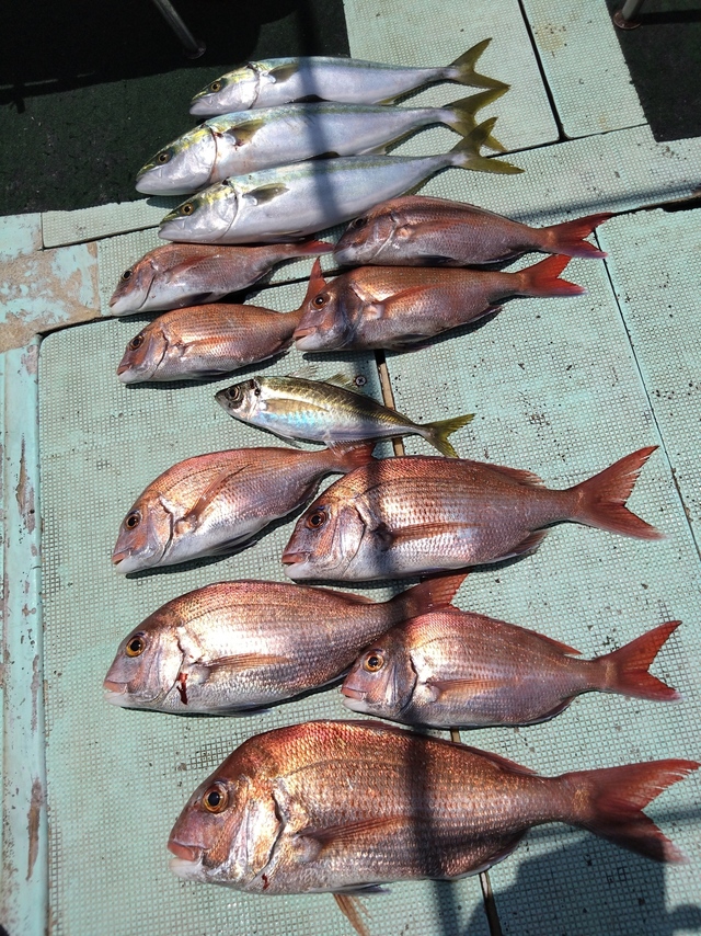 タイ(マダイ)・アジ(マアジ)・ハマチ(ブリ)