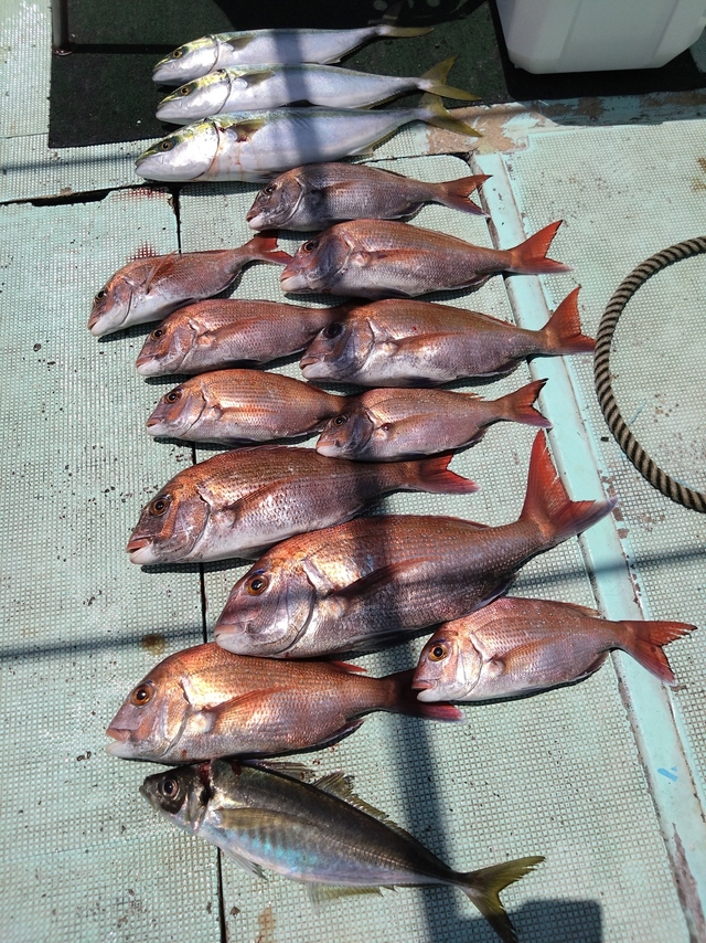 タイ(マダイ)・アジ(マアジ)・ハマチ(ブリ)