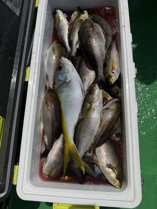 イサギ(イサキ)