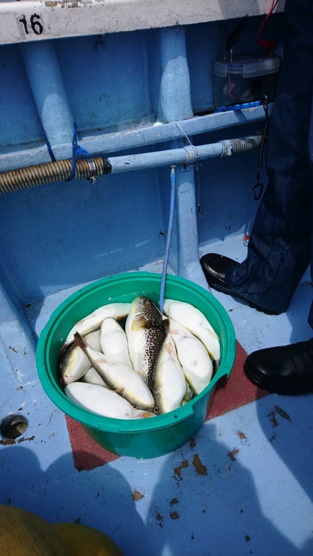 ショウサイフグ