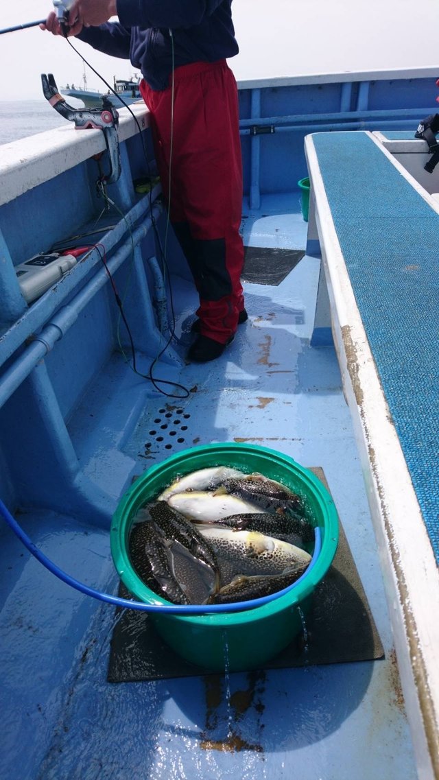 ショウサイフグ