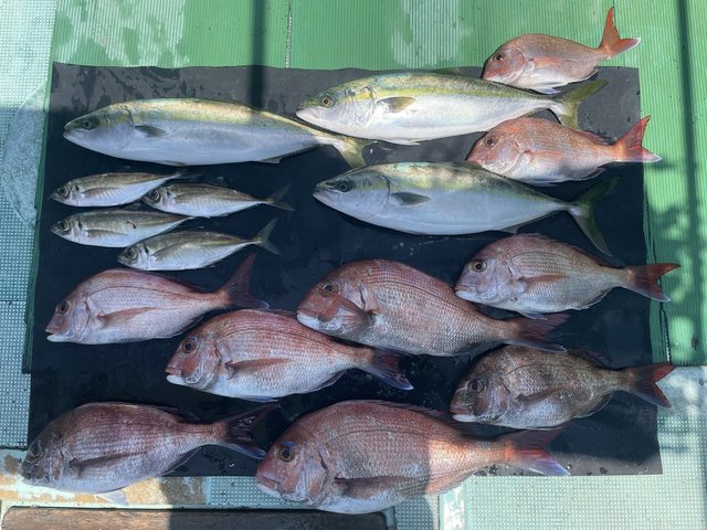 マダイ・マアジ・ハマチ(ブリ)