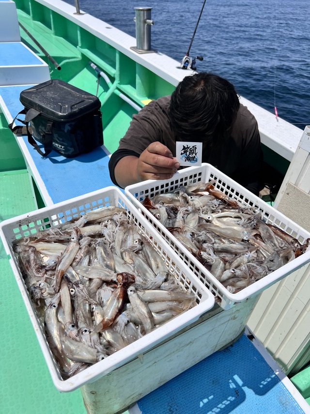 マルイカ(ケンサキイカ)