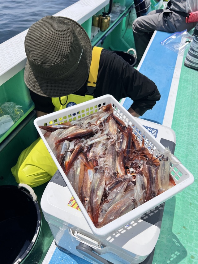 マルイカ(ケンサキイカ)