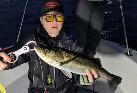 シーバス(スズキ)