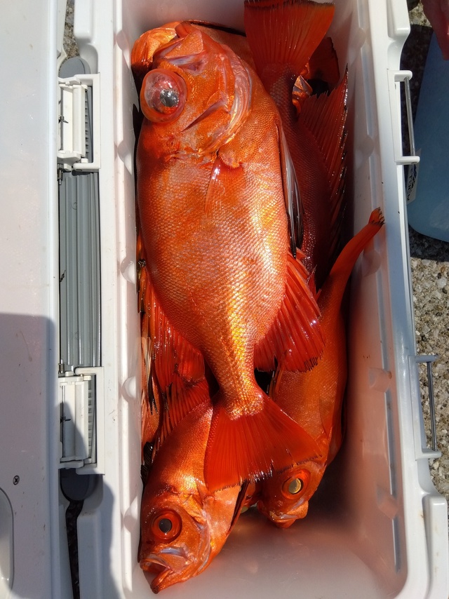 チカメキントキ