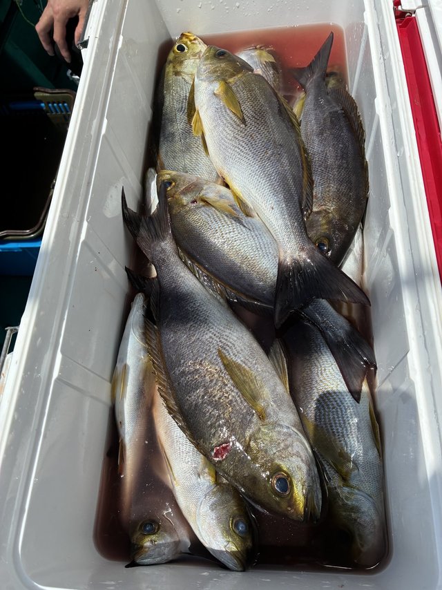 イサギ(イサキ)