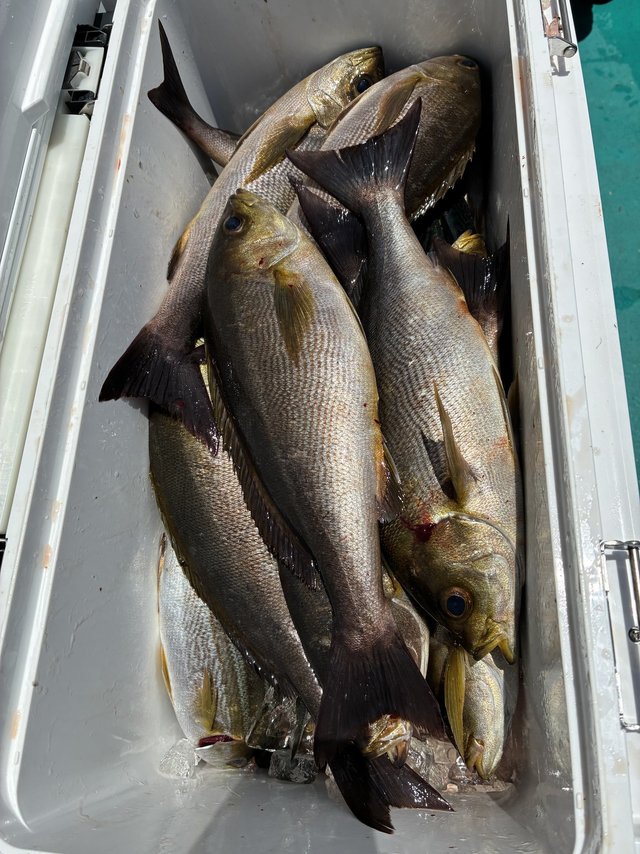 イサギ(イサキ)