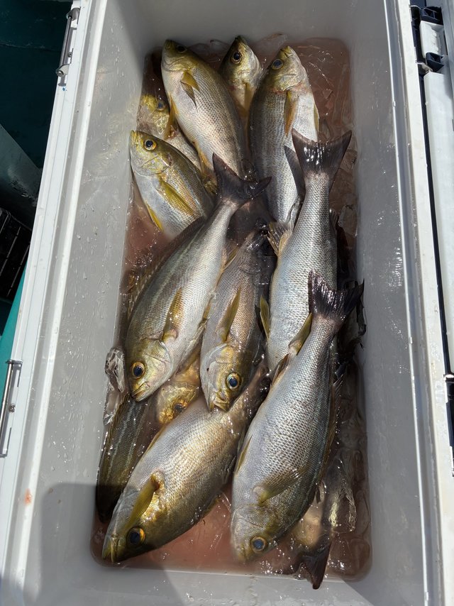 イサギ(イサキ)