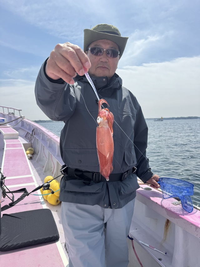 ムギイカ(スルメイカ)