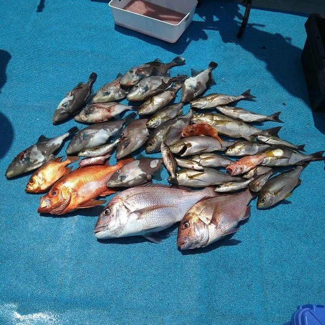 マダイ・イサキ・チカメキントキ・ウマヅラ(ウマヅラハギ)