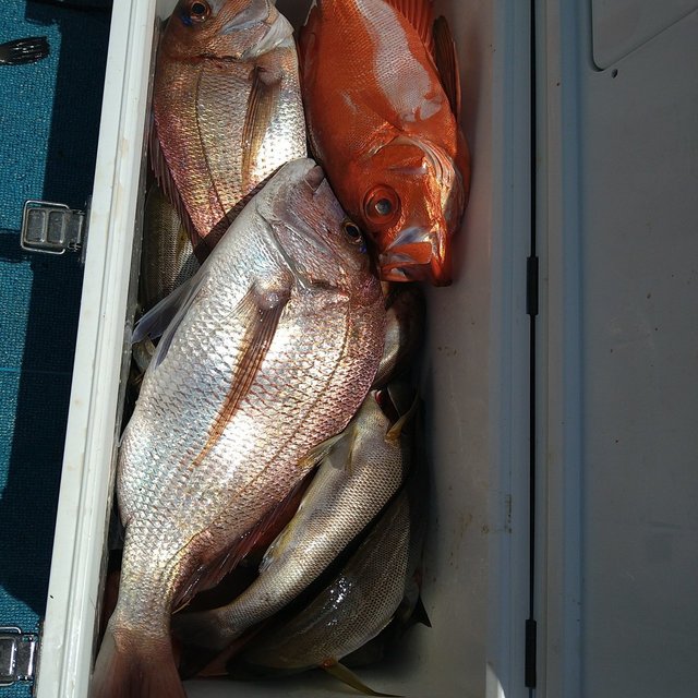 マダイ・イサキ