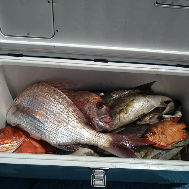 マダイ・イサキ・チカメキントキ