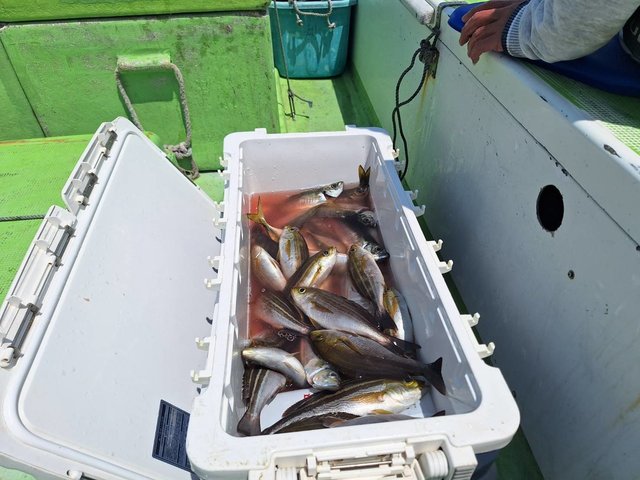 アジ(マアジ)・イサキ