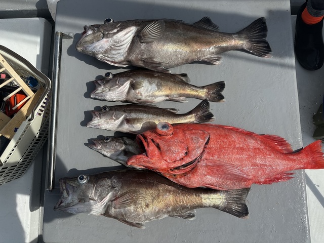 アラ・ベニアコウ(オオサガ)