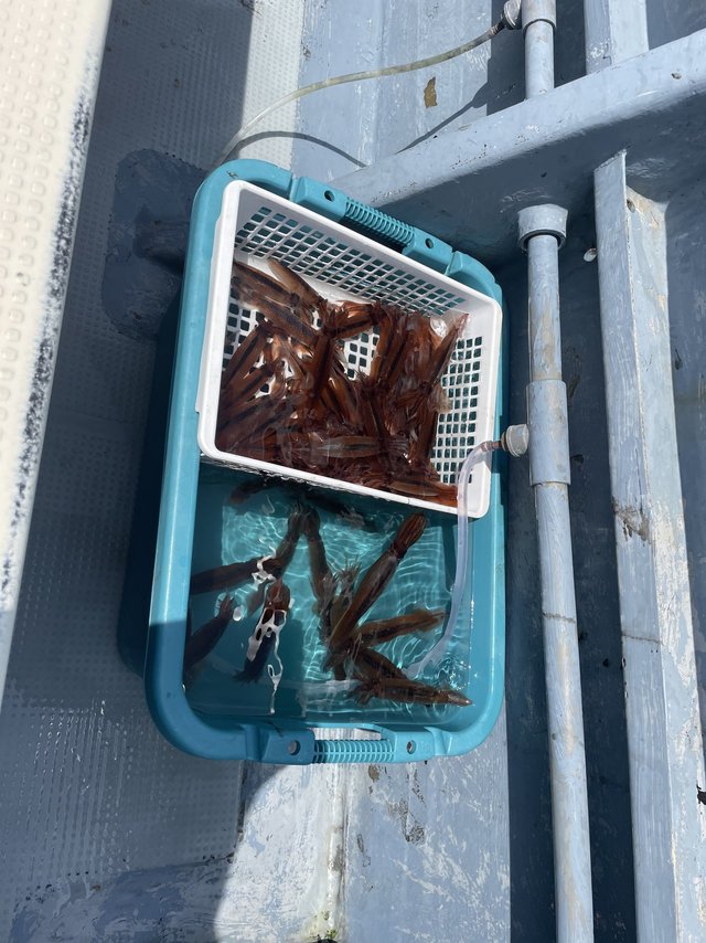 ムギイカ(スルメイカ)