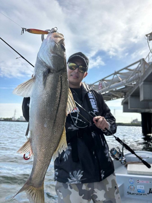 シーバス(スズキ)