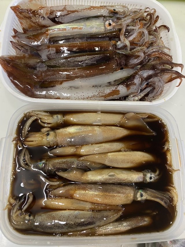 ムギイカ(スルメイカ)