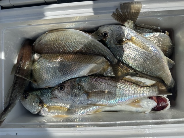 イシモチ(シログチ)