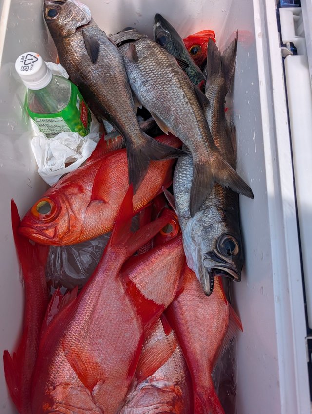 クロムツ・キンメダイ