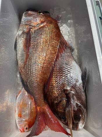 マダイ・レンコダイ(キダイ)