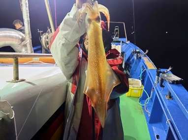 マイカ(ケンサキイカ)