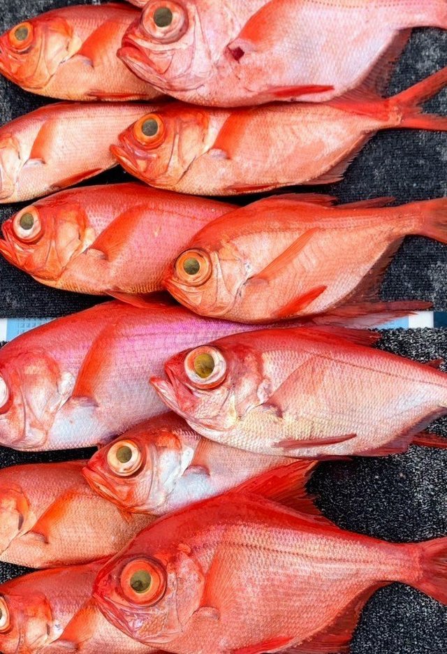 キンメ(キンメダイ)