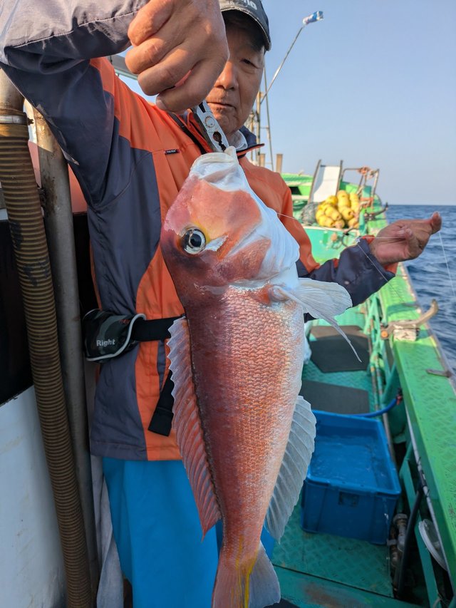 アマダイ(アカアマダイ)