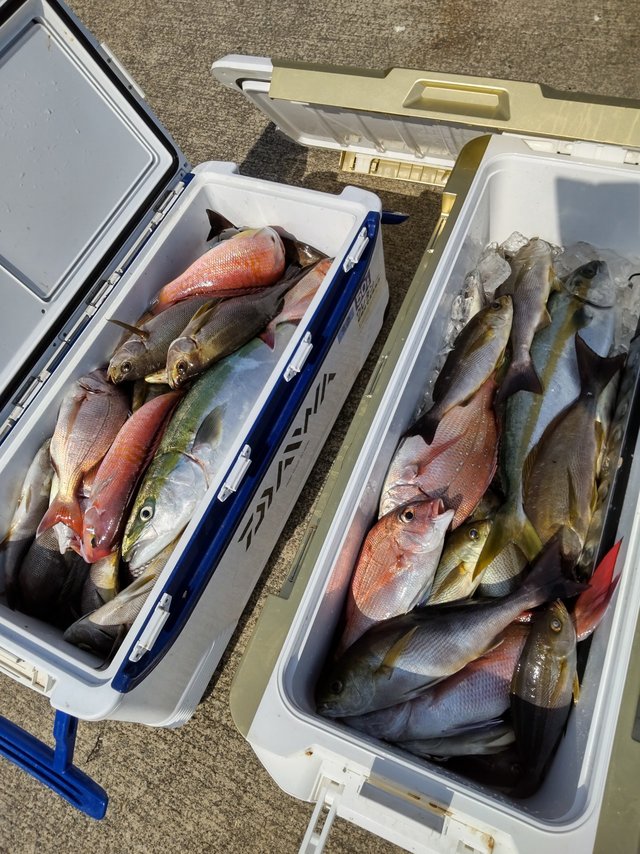 ヒラマサ・イサキ・アマダイ(アカアマダイ)