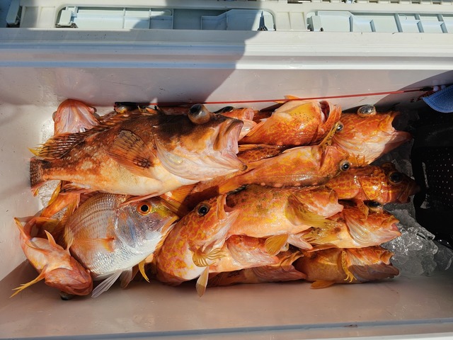 レンコダイ(キダイ)・ボッコ(カサゴ)・アラカブ(カサゴ)・アヤメカサゴ