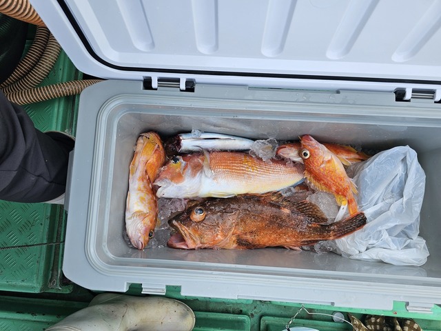 アマダイ(アカアマダイ)・アラカブ(カサゴ)