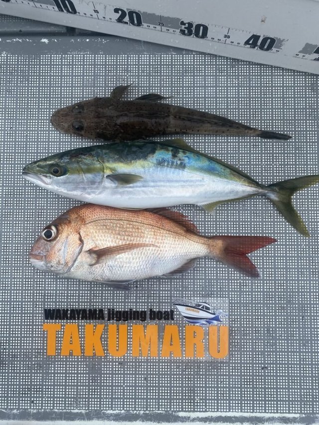 マダイ・ハマチ(ブリ)・マゴチ