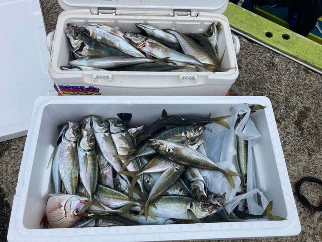 ハナダイ(チダイ)・アジ(マアジ)・サバ(ゴマサバ)