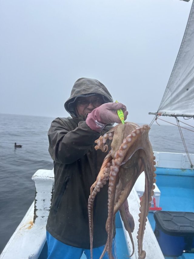 ヤナギダコ(ミズダコ)