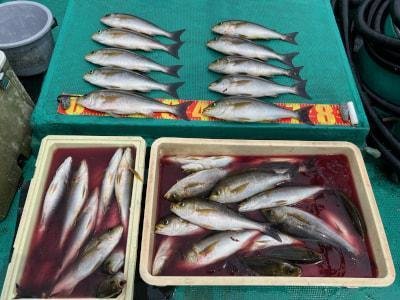 イサギ(イサキ)