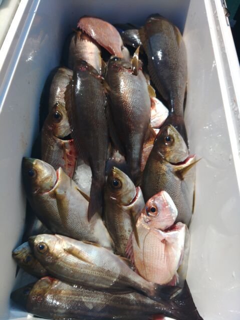 マダイ・イサキ