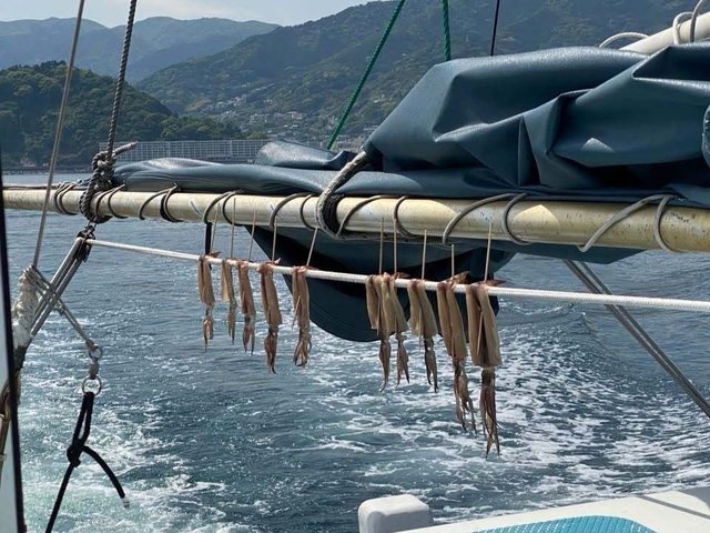 ムギイカ(スルメイカ)