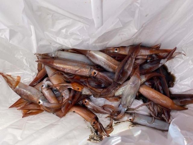 ムギイカ(スルメイカ)