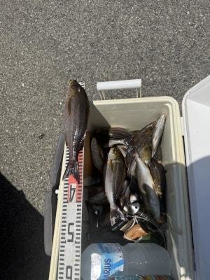 イサギ(イサキ)