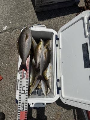 イサギ(イサキ)