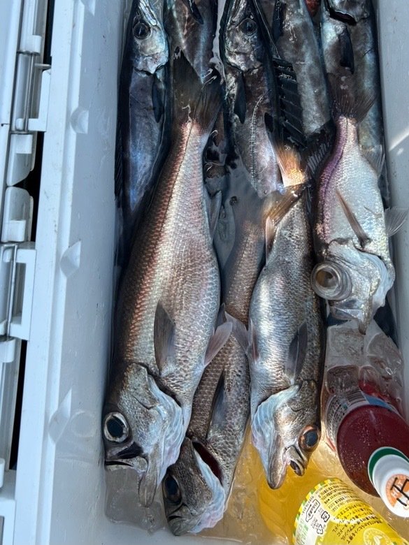 クロムツ・スミヤキ(クロシビカマス)